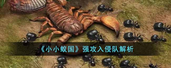 小小蚁国强攻入侵队怎么搭配 小小蚁国强攻入侵队解析