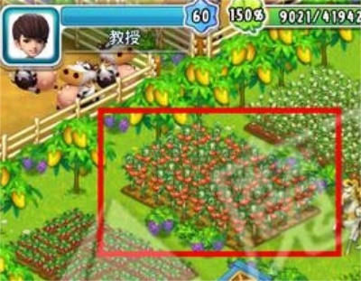 全民农场无限金币版：西红柿的种植条件